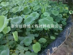 魚蝦養(yǎng)殖防滲膜為何選糙面？這些優(yōu)勢很關(guān)鍵