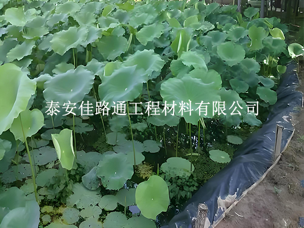 魚蝦養(yǎng)殖防滲膜為何選糙面？這些優(yōu)勢很關鍵